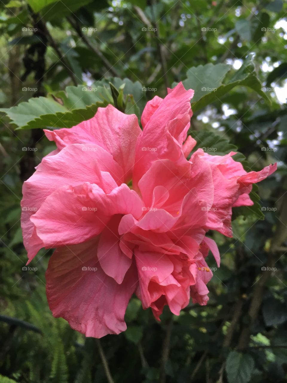 Beautiful pink tropical flower