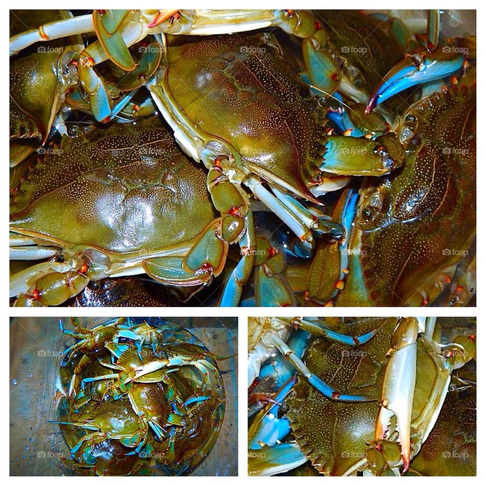 Crabby Blue