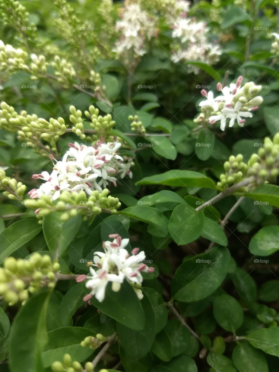 white little Flowers and leaves