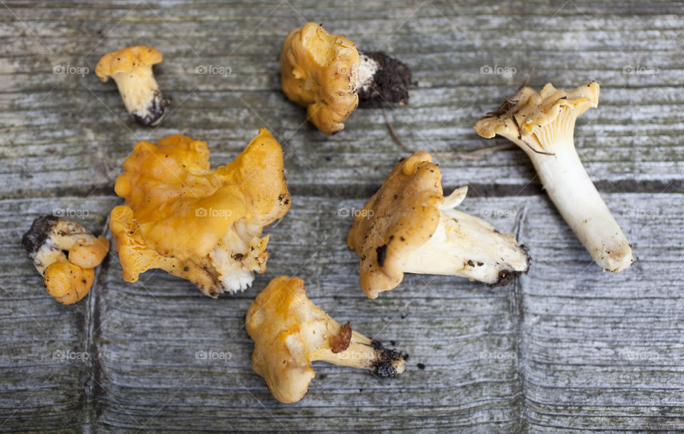 Chanterelle