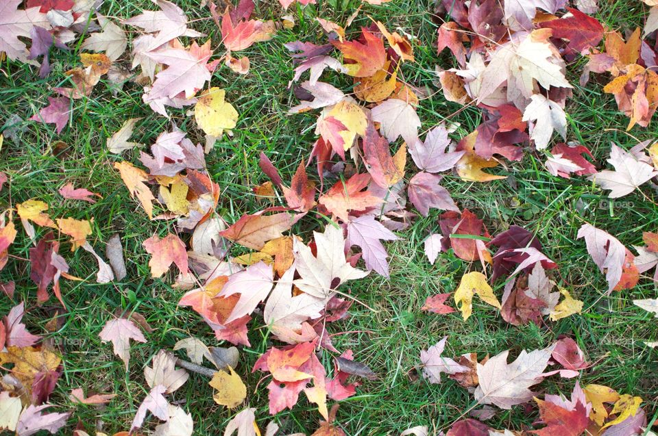 Leafs, leafs and more leafs! 