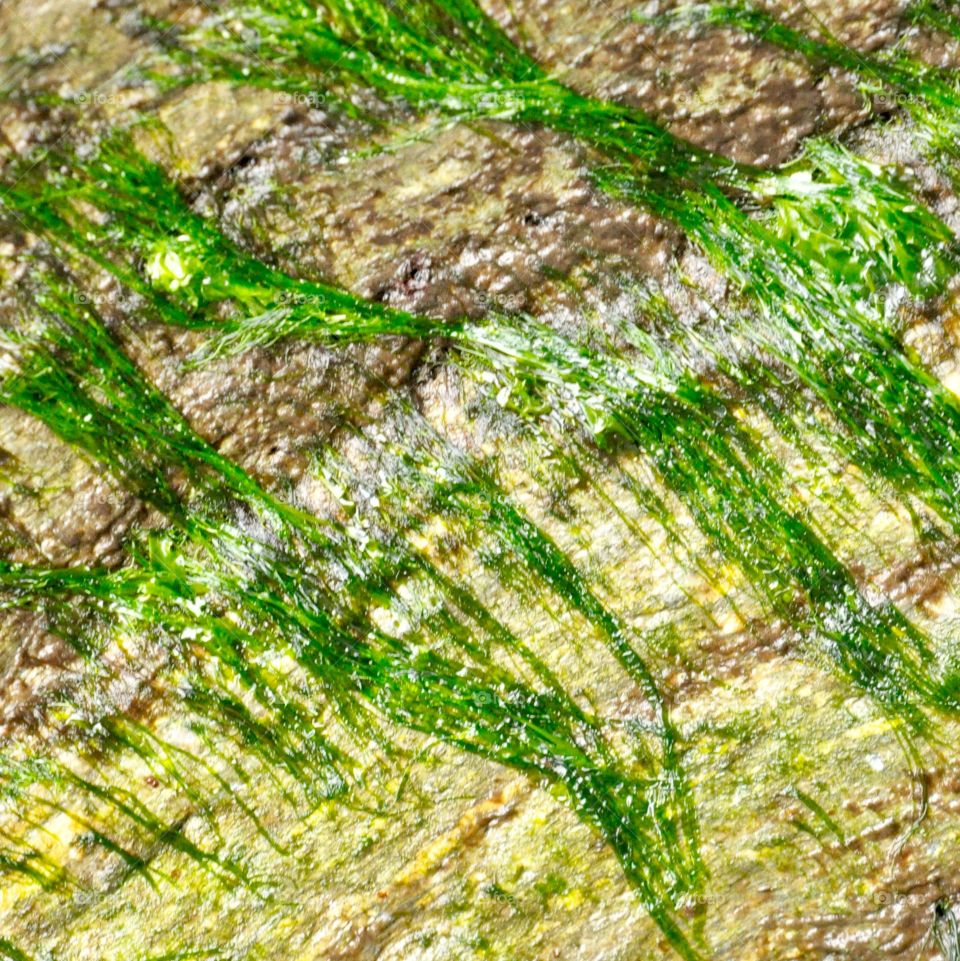 Abstract seaweed
