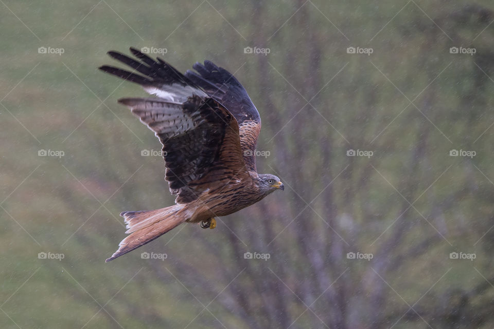 Bird, Raptor, Wildlife, No Person, Eagle