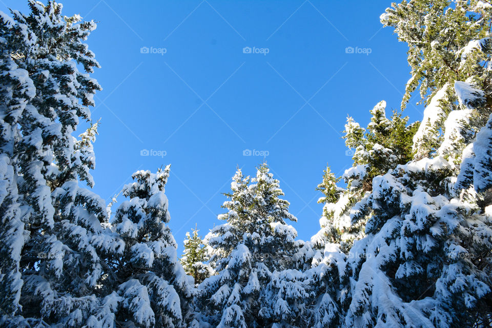 Nature in conference