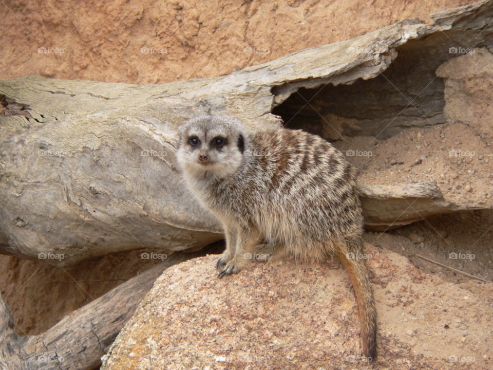 animal cute meerkat by auscro