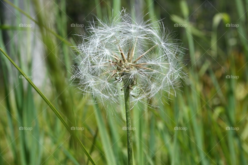 Dandelion