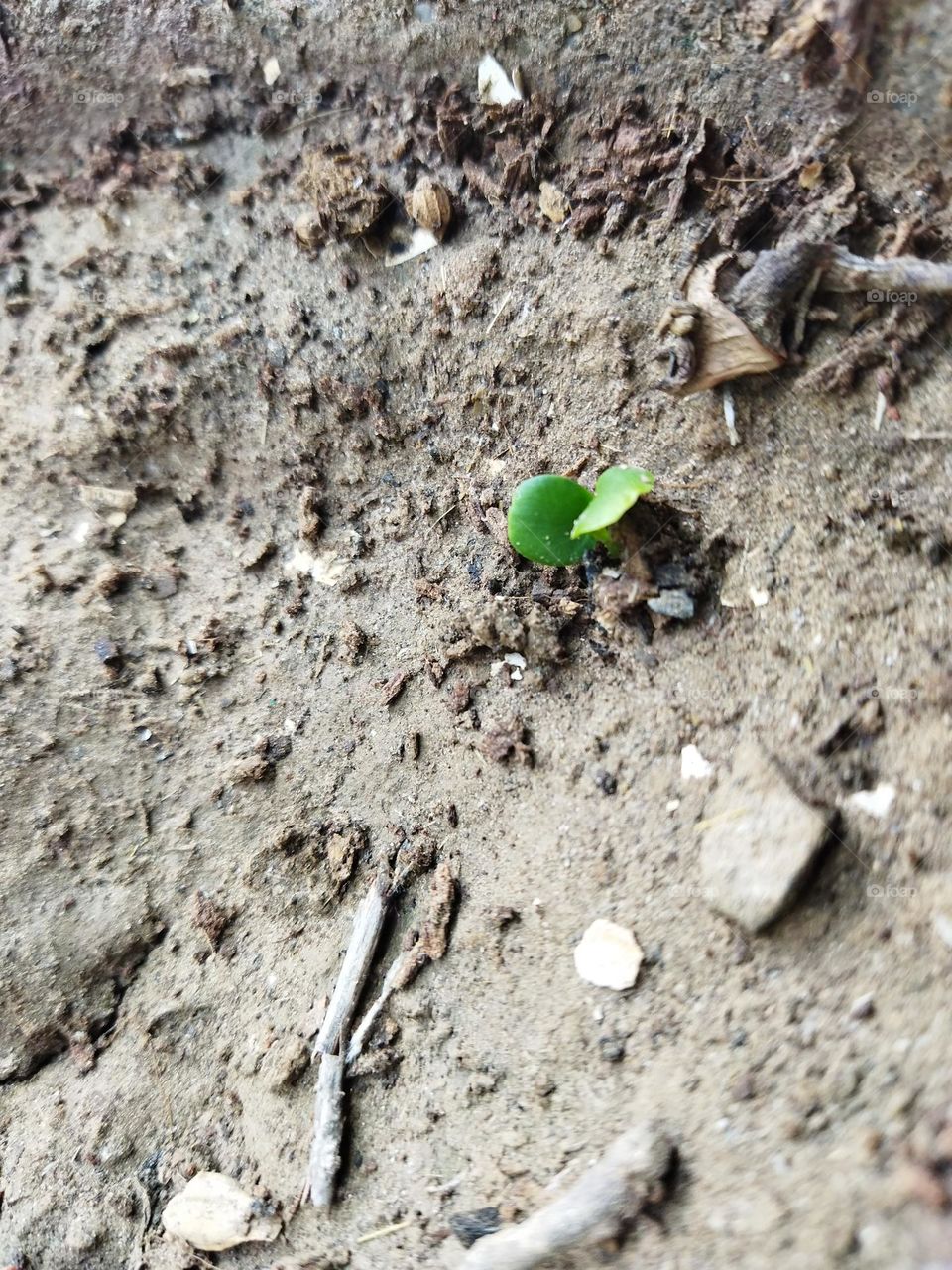 celebrating earth day