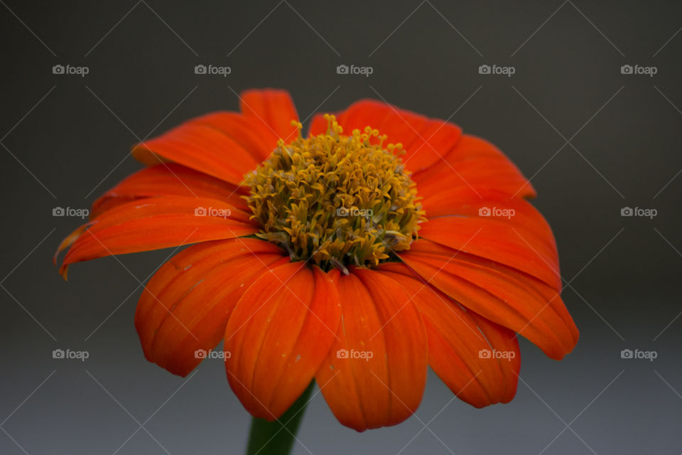 Orange and yellow daisy flower