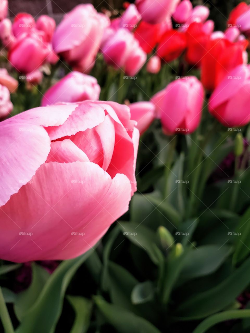 tulips