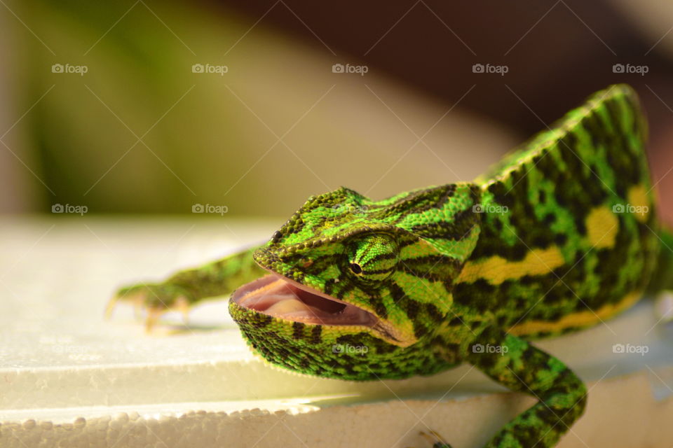 chameleon closeup with a mouth open very colorful