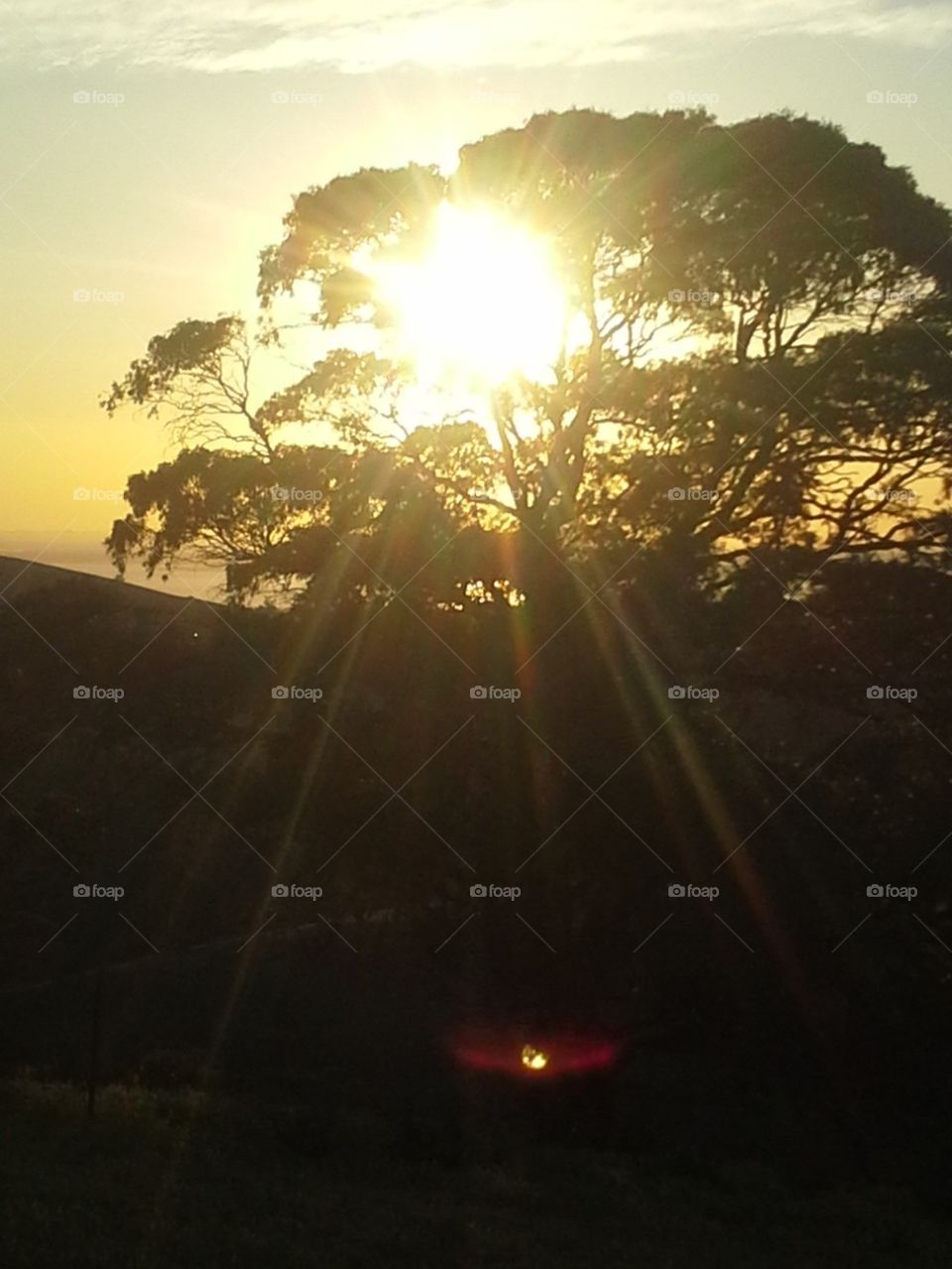 Sun through the gum trees