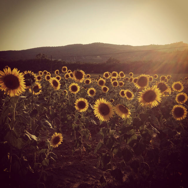 italy toscana arezzo by babie