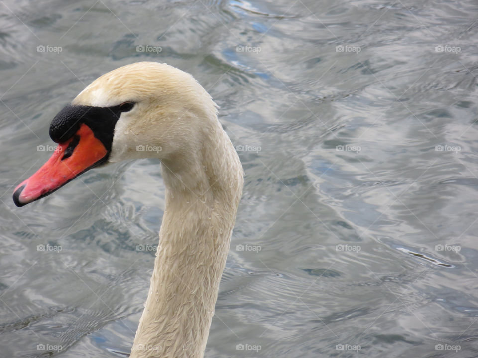 Swan, Water, Bird, Lake, No Person