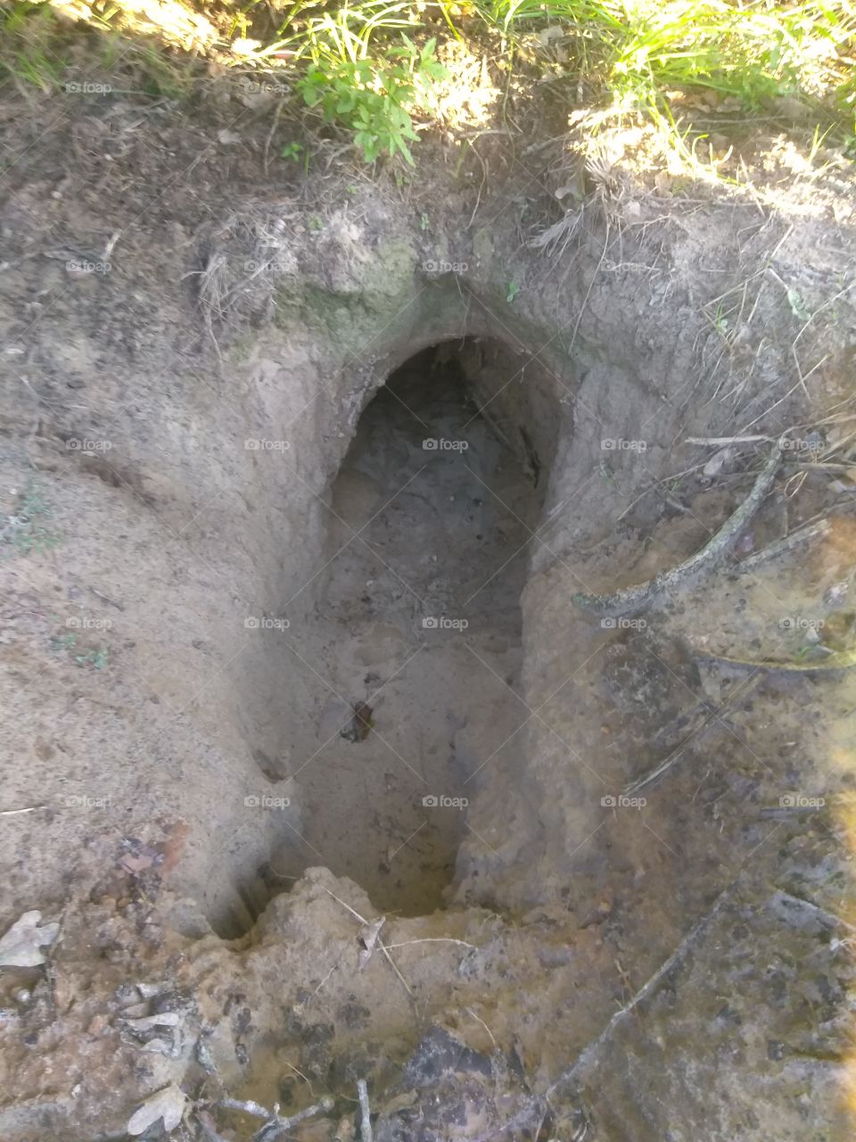an armadillo hole that the dogs have been digging out but sure is neat