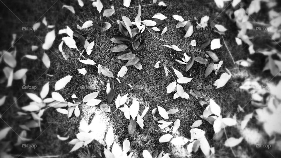 Fall Leaves Black and White