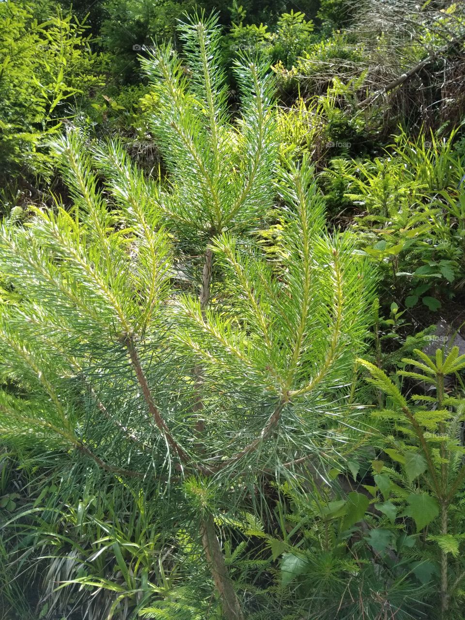 Bad Wildbad Schwarzwald