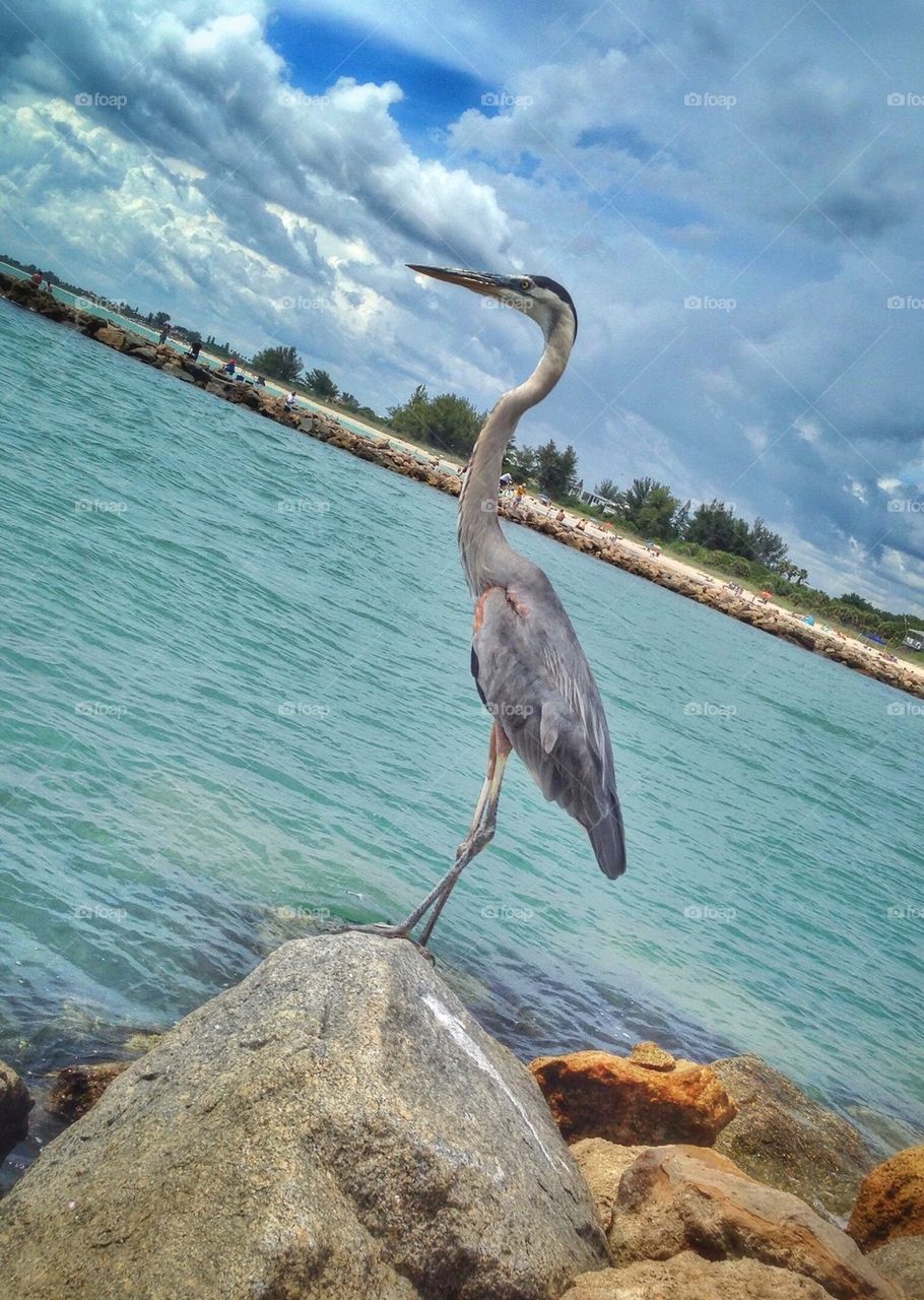 Egret standing on rock
