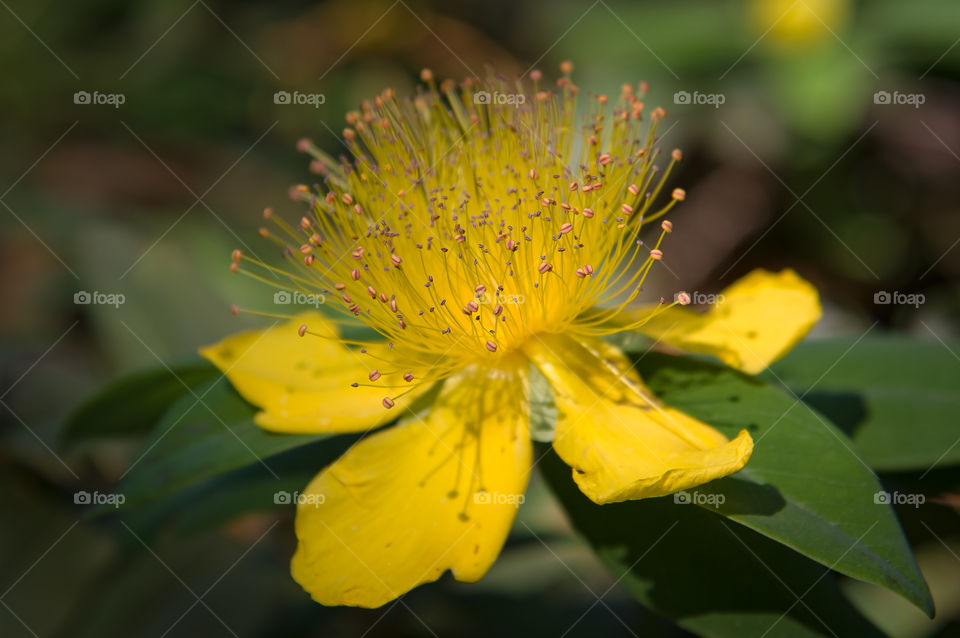 Hypericum cupate blooms in the forest.