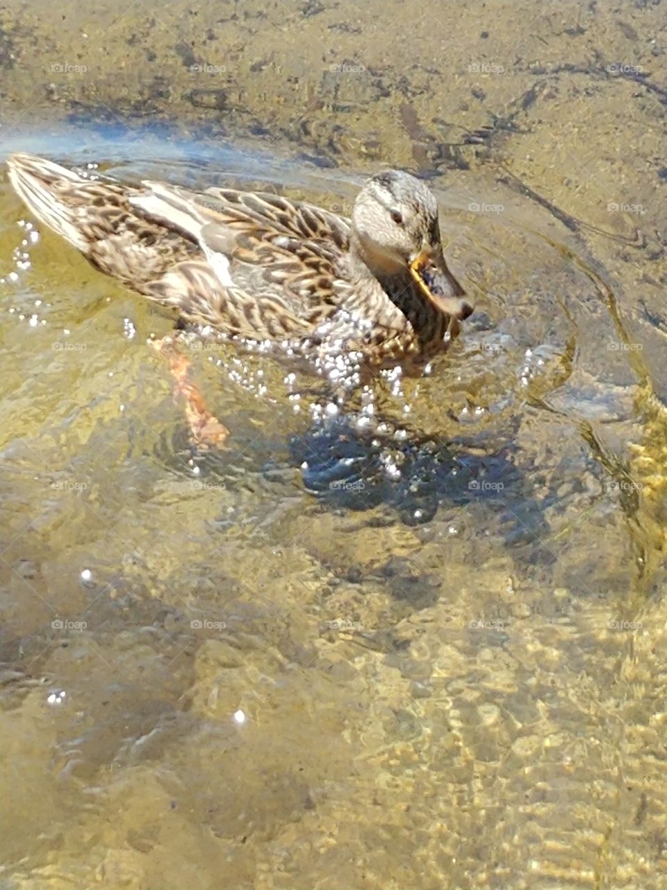 this cute little duck from the other day at the lake. gave her a few crisps cuz she was so polite.