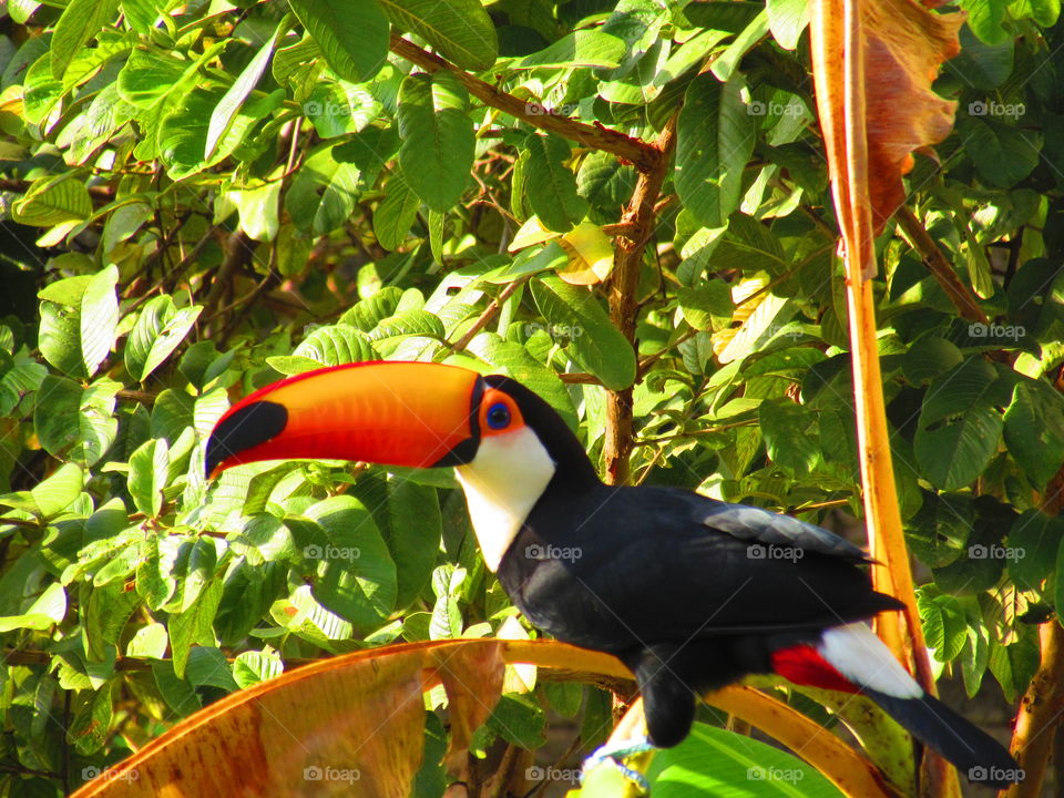 Toucan

