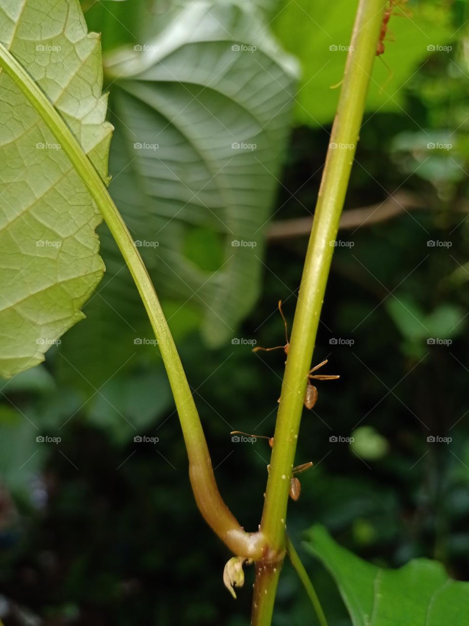 Beautiful two red ants in green plant theat like lovers mead for each other Closeup Photo of insects nature photography