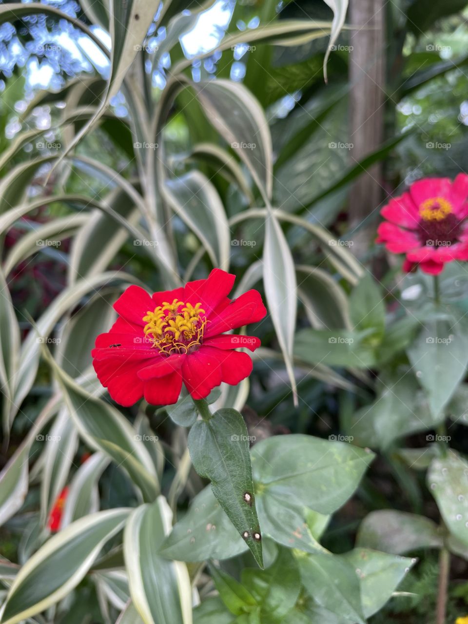 Beautiful red flower 