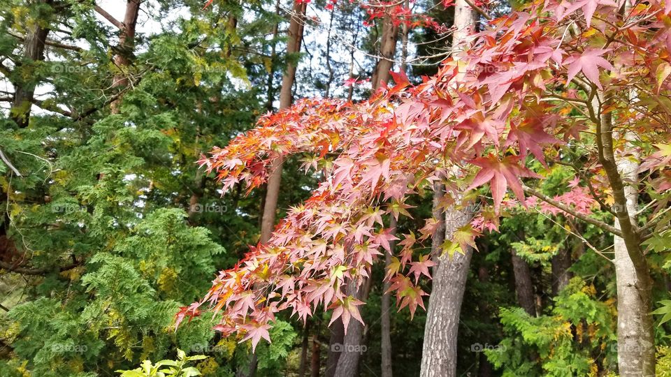 Fall foliage