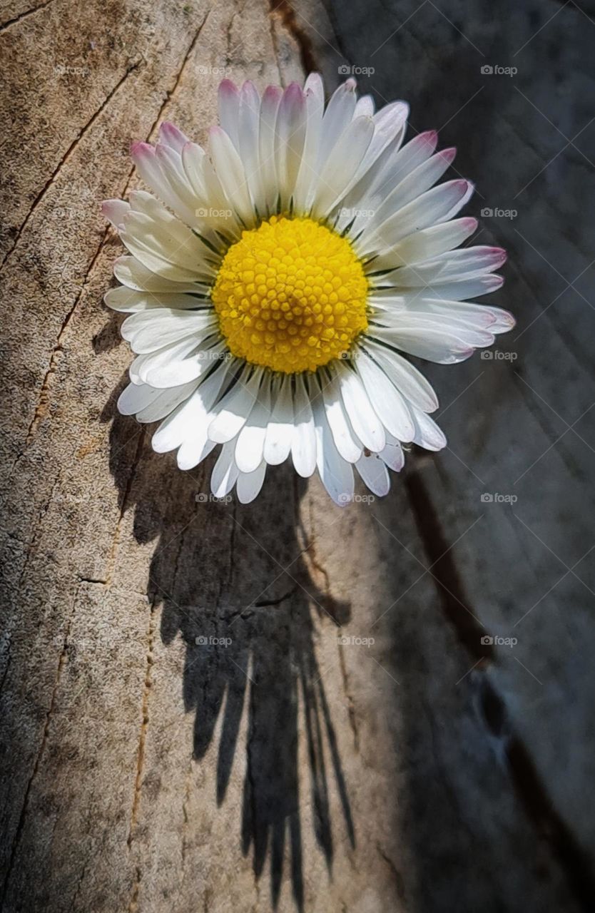 The shadow of a flower in spring