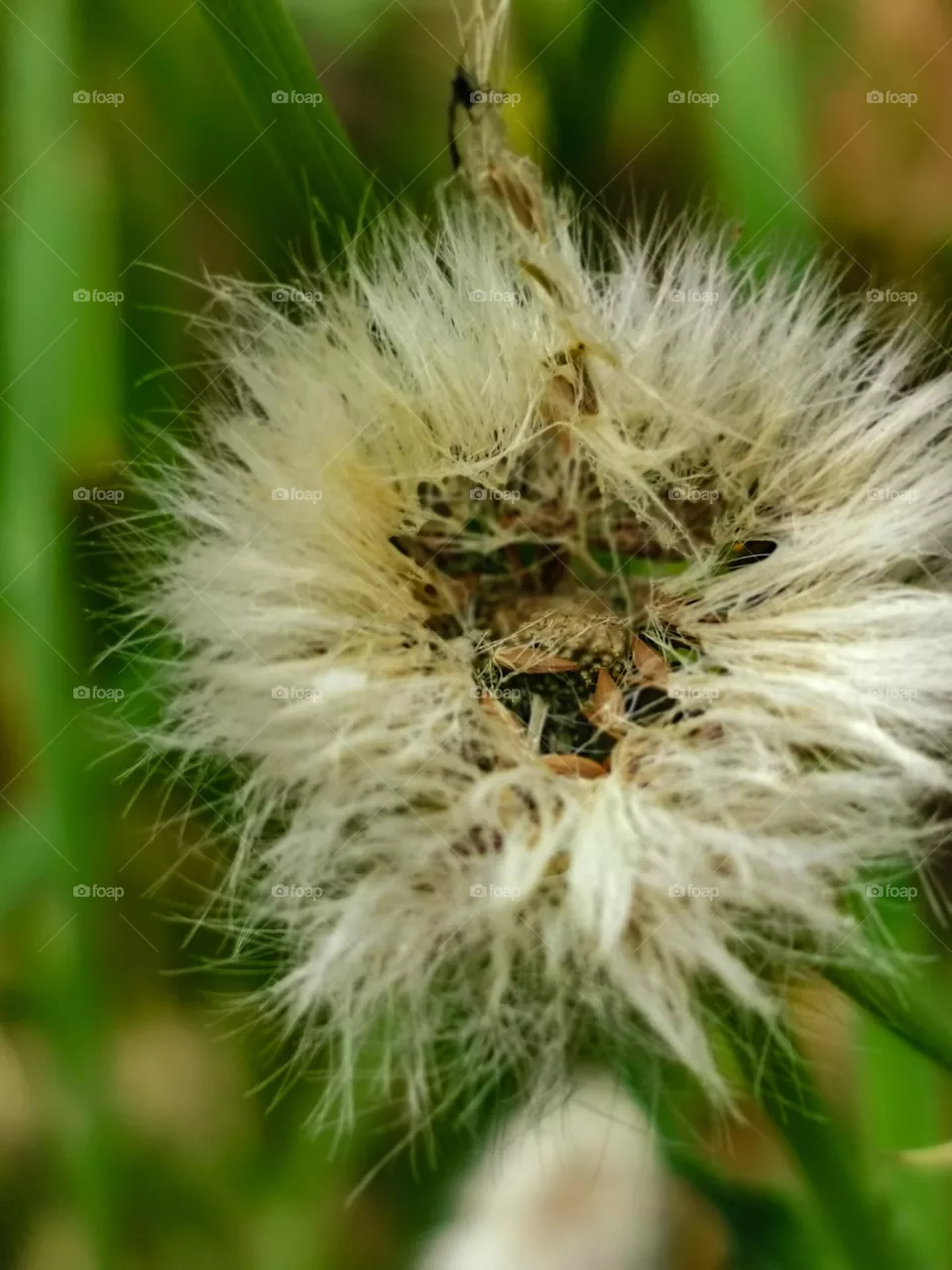 Macros