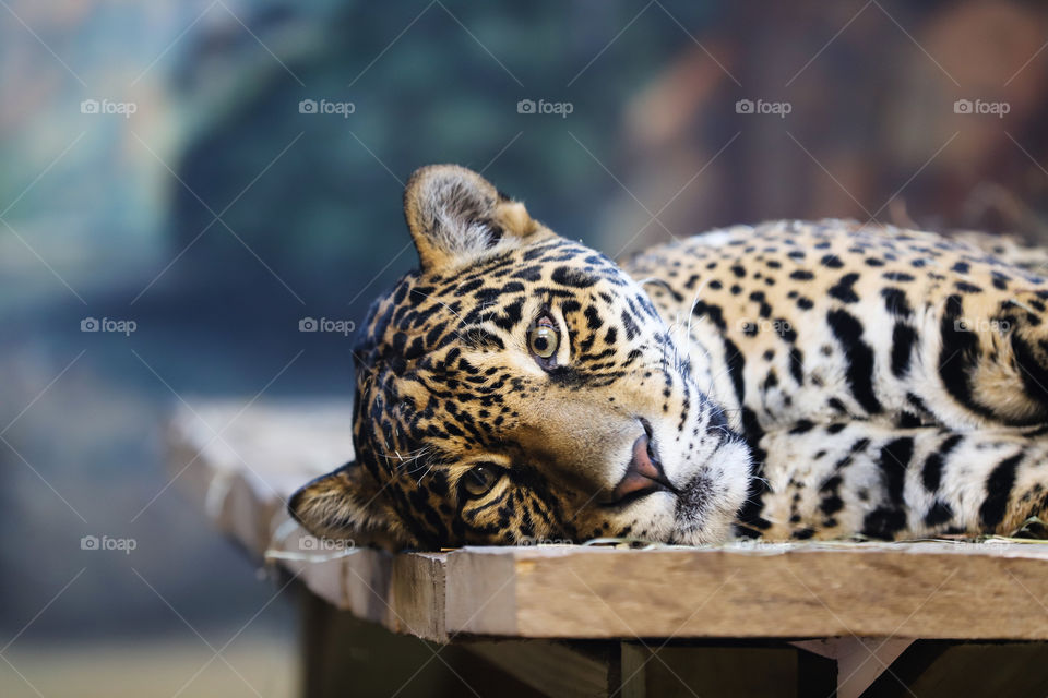 Jaguar resting