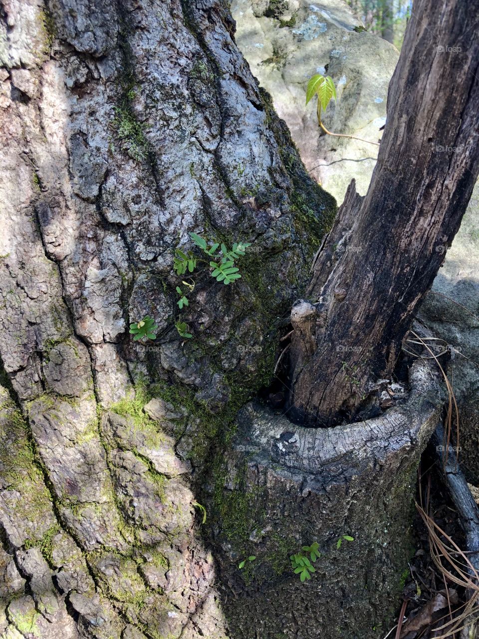 Unusual tree growth from within another tree 
