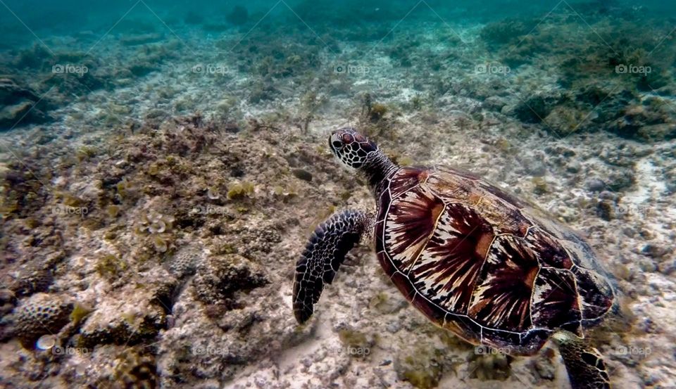 Turtle in the ocean 