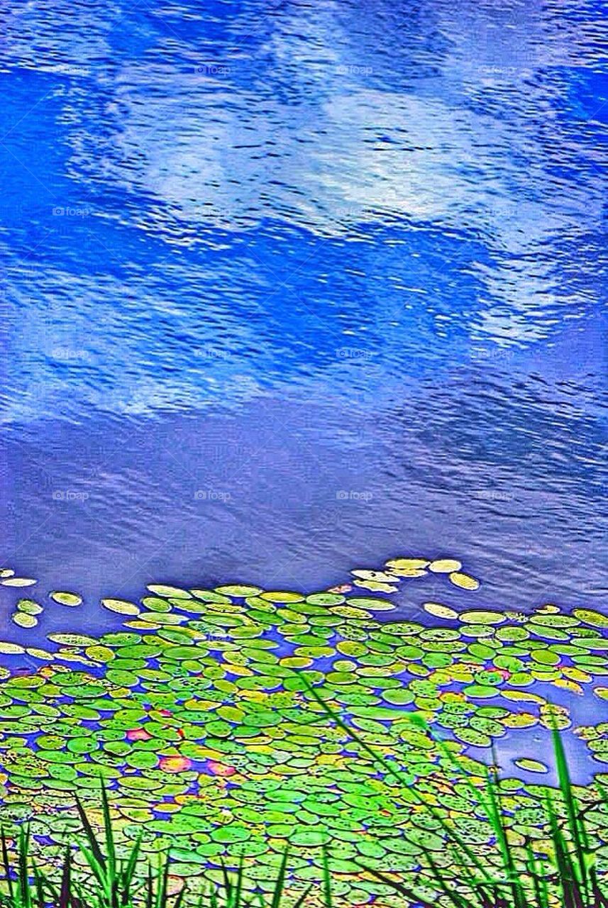 Lilypad galore 