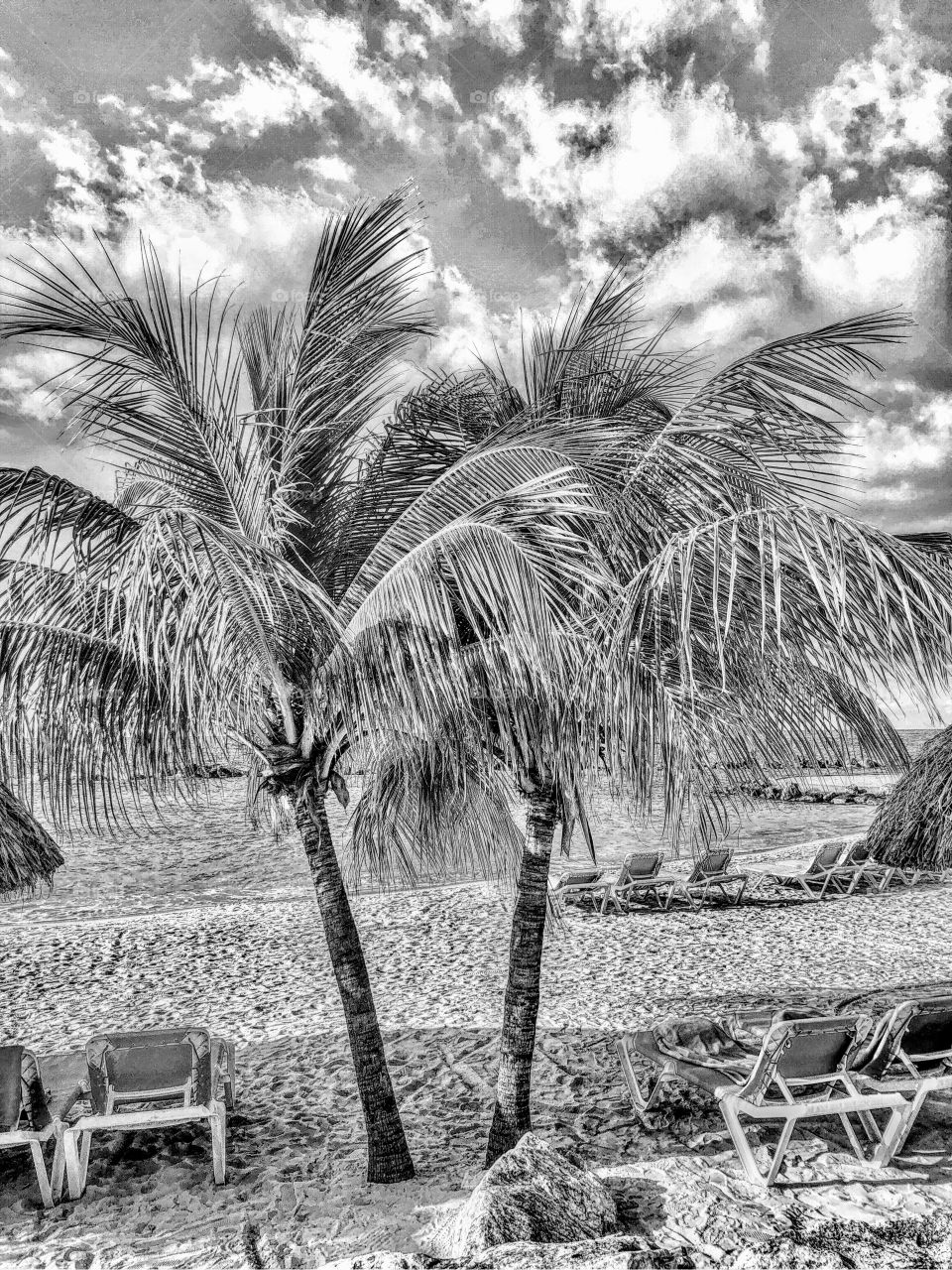 Palm trees and beach in black and white
