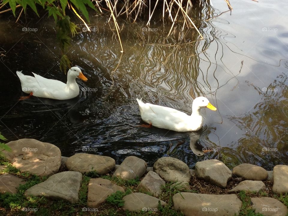 Ducks swimming along
