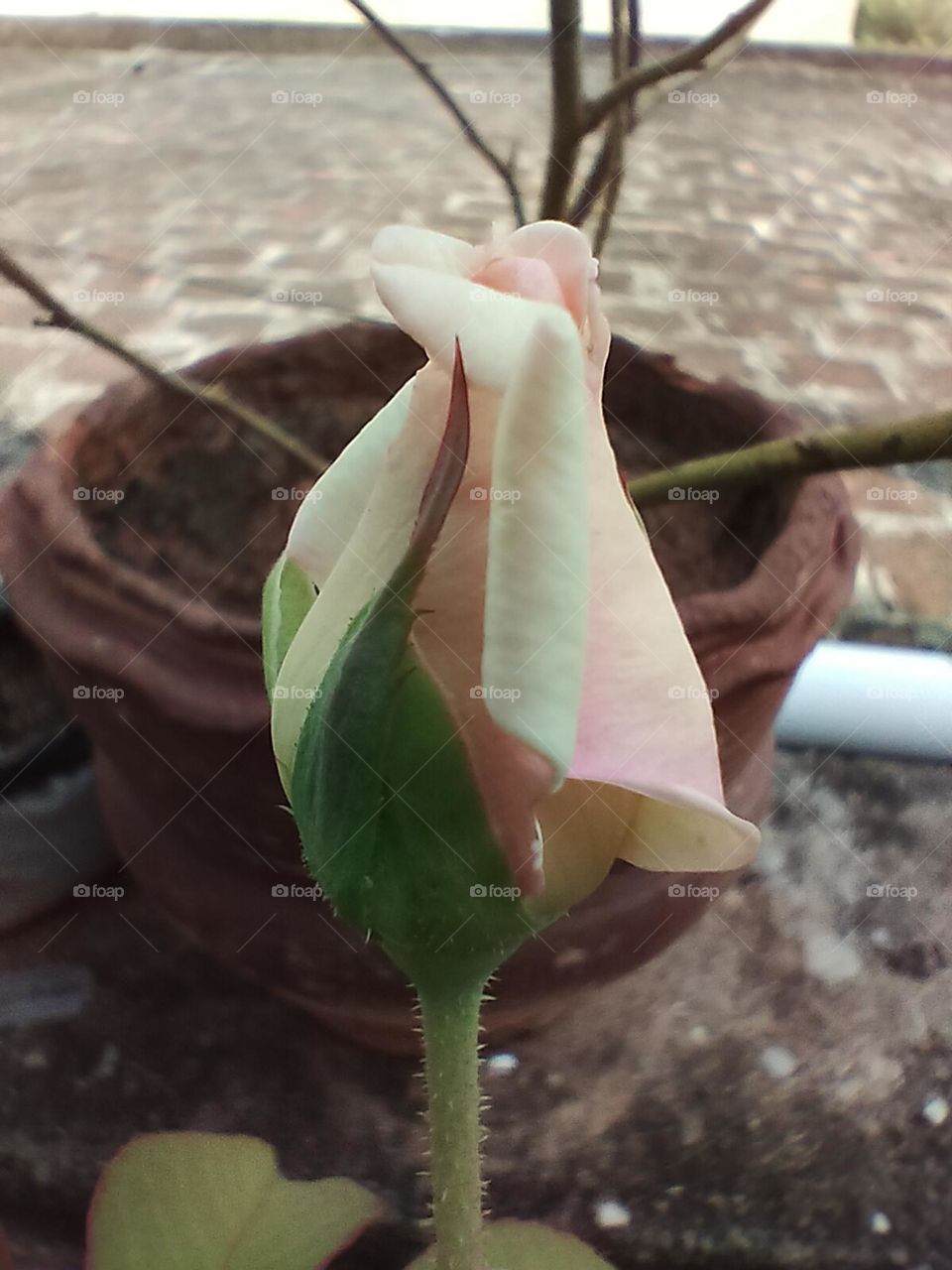 Rose bud