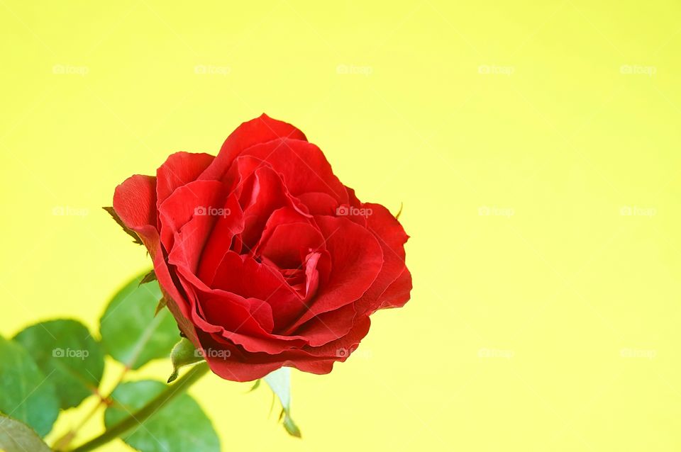 Red rose flower on yellow background 