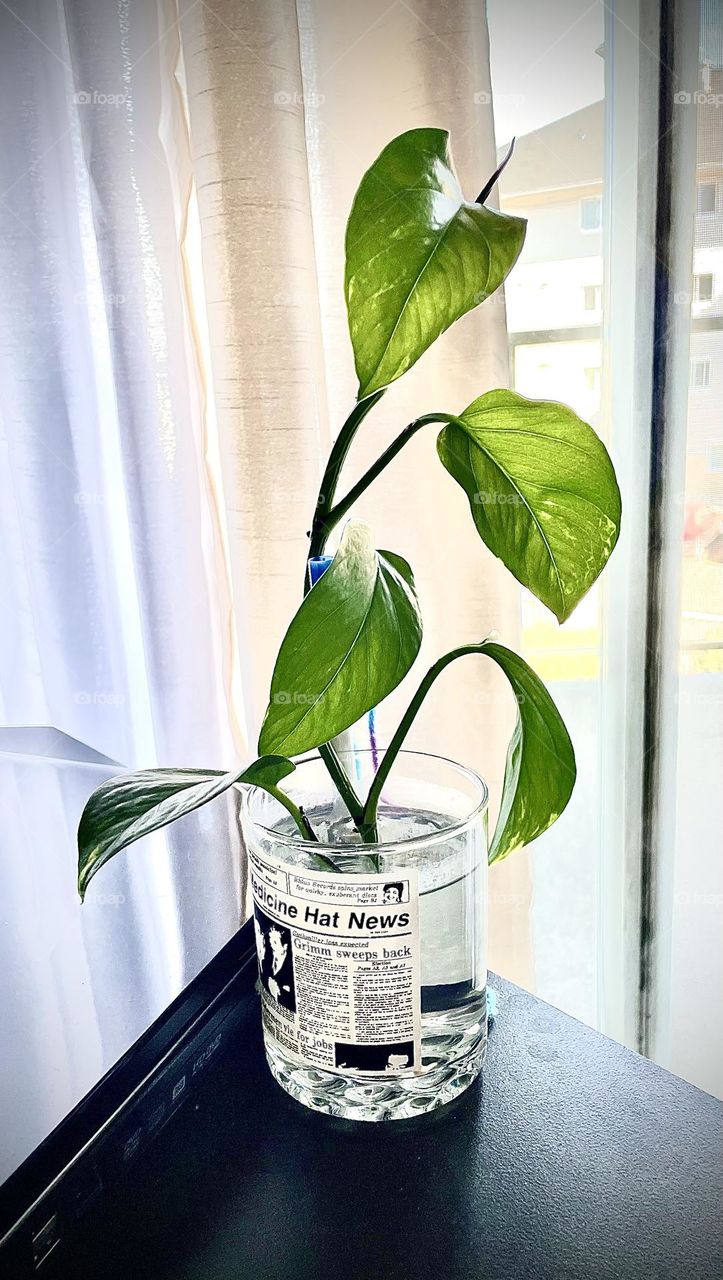 Trying to root this plant for a pot, in a glass of water, no green thumb here, so crossing my fingers, taken with my iPhone 12
