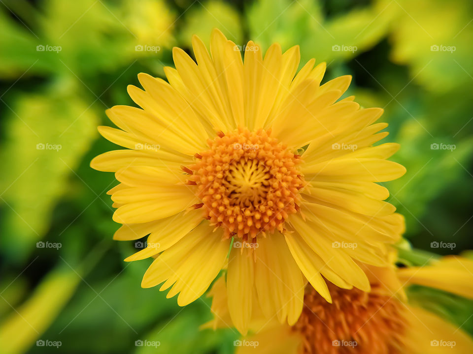 Beautiful Desert sunflower bright yellow petals