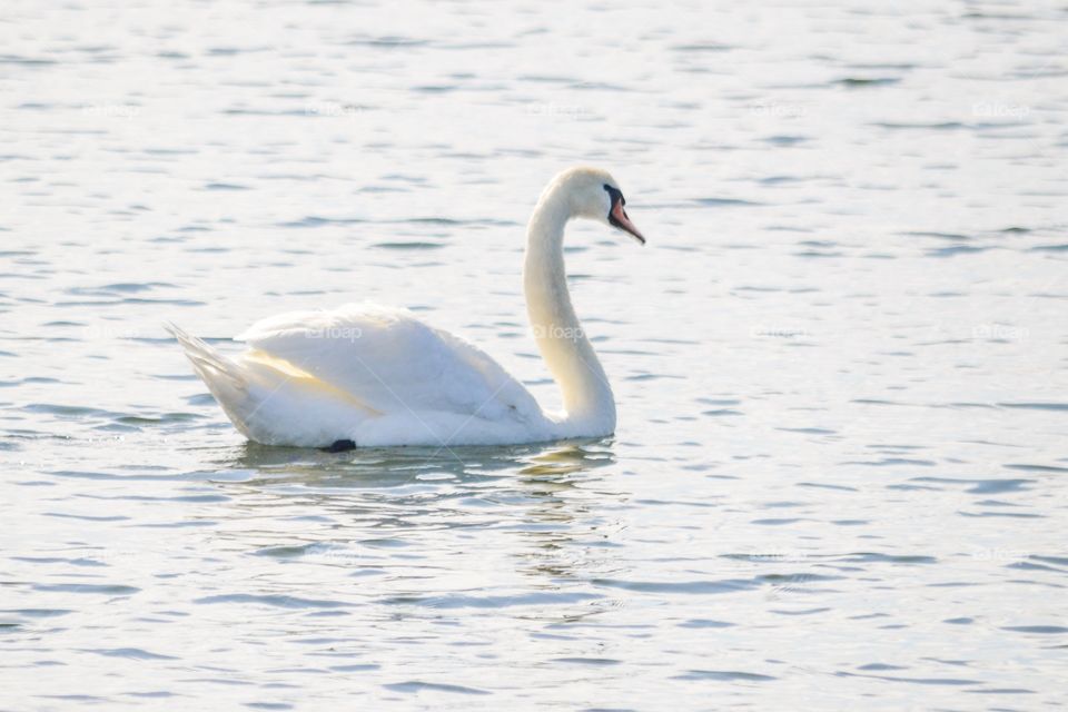 Swiming swan