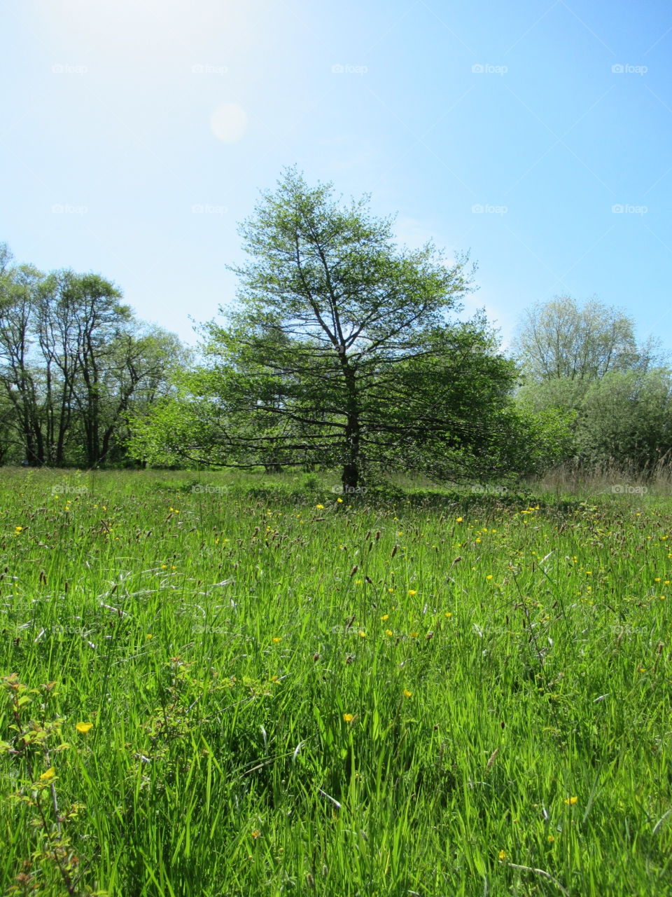 Wild Flower Meadow