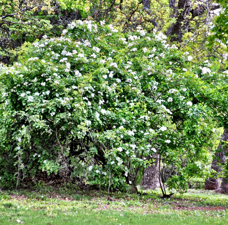 Old Fashioned Wild Rosebush 