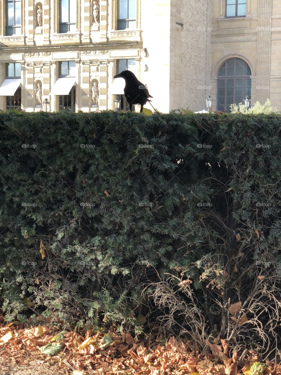 Crow on the wall