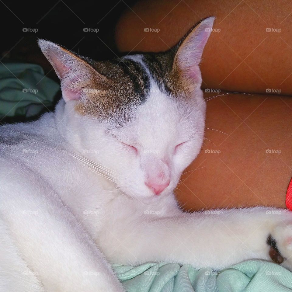 Being around of my cat is always a good time. My cat and me in our bed...