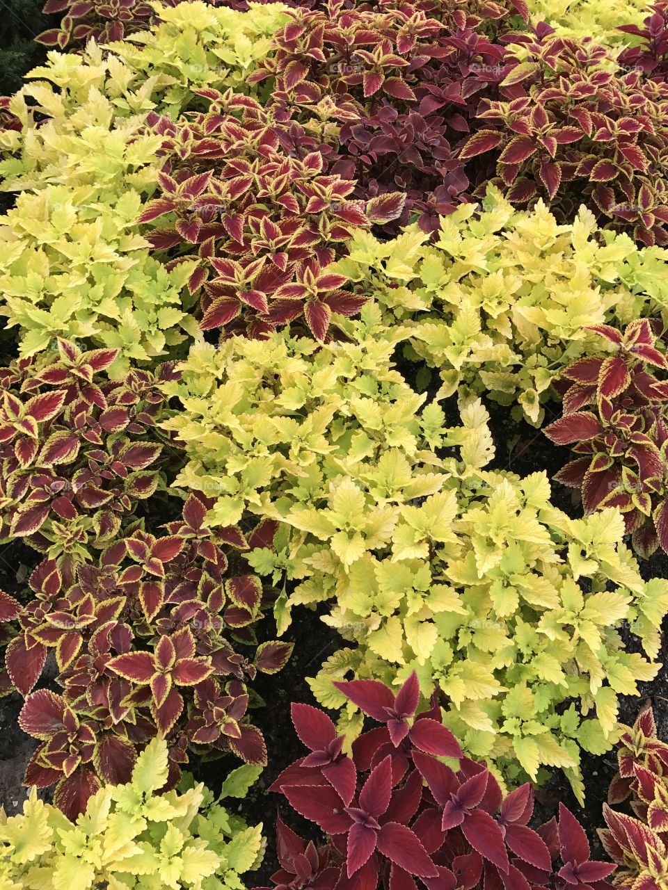 High angle view of plant leaves