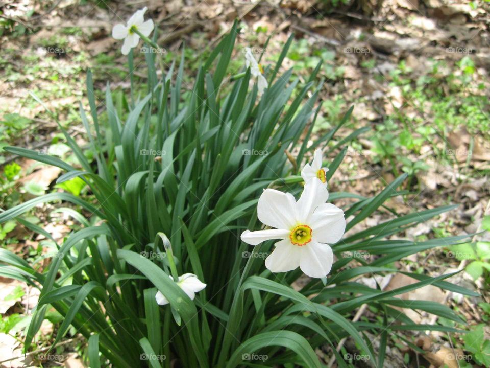 daffodils