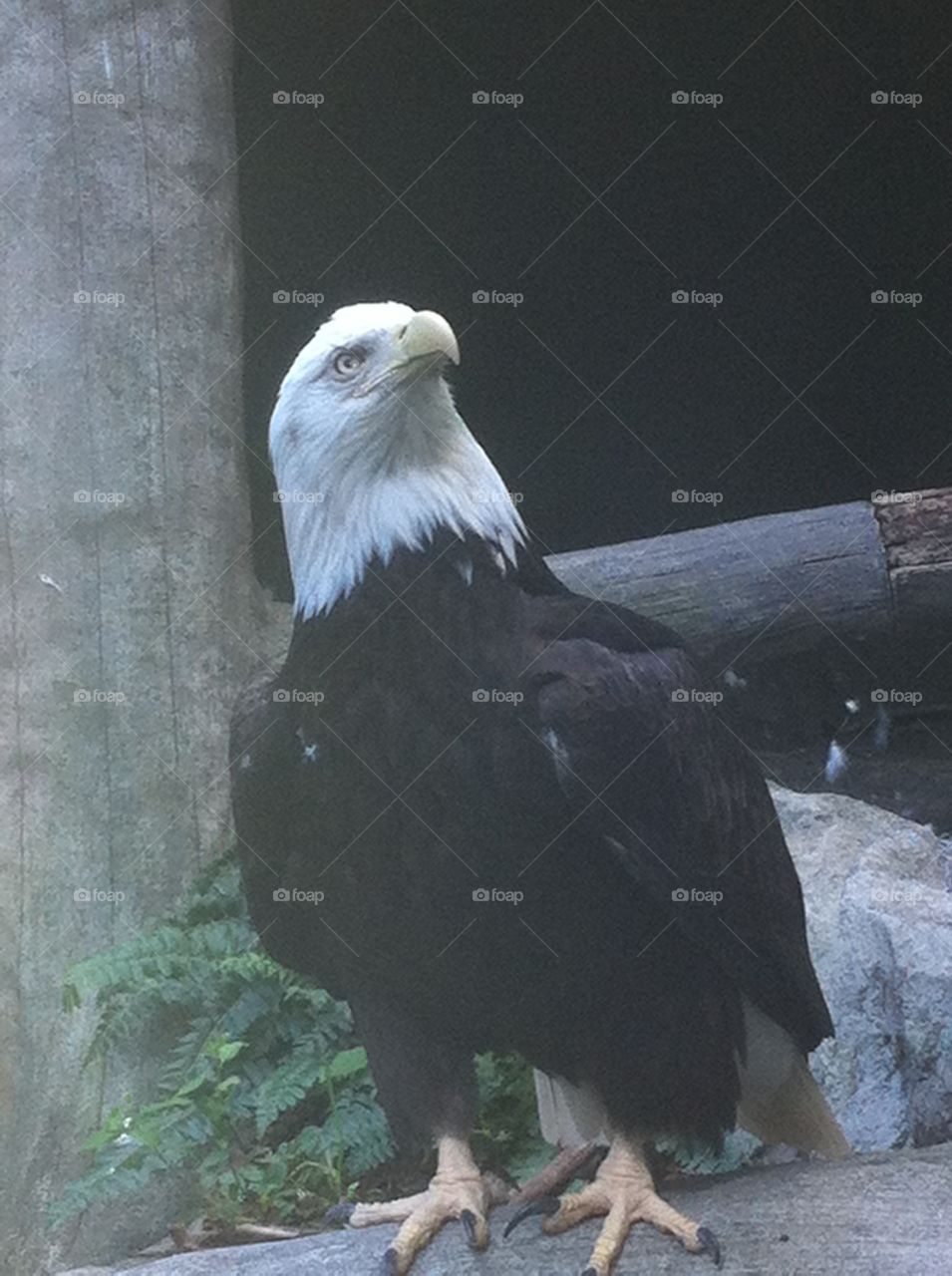 Beautiful bald eagle ( making a comeback)