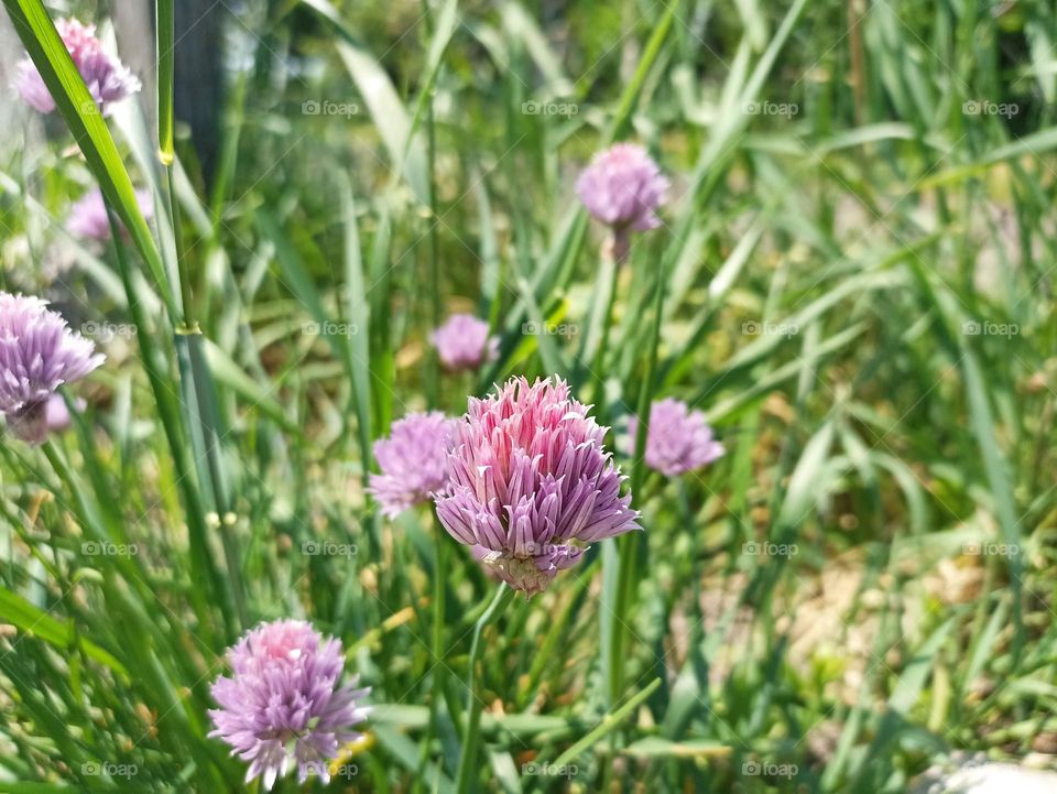 Chives, scientific name Allium schoenoprasum