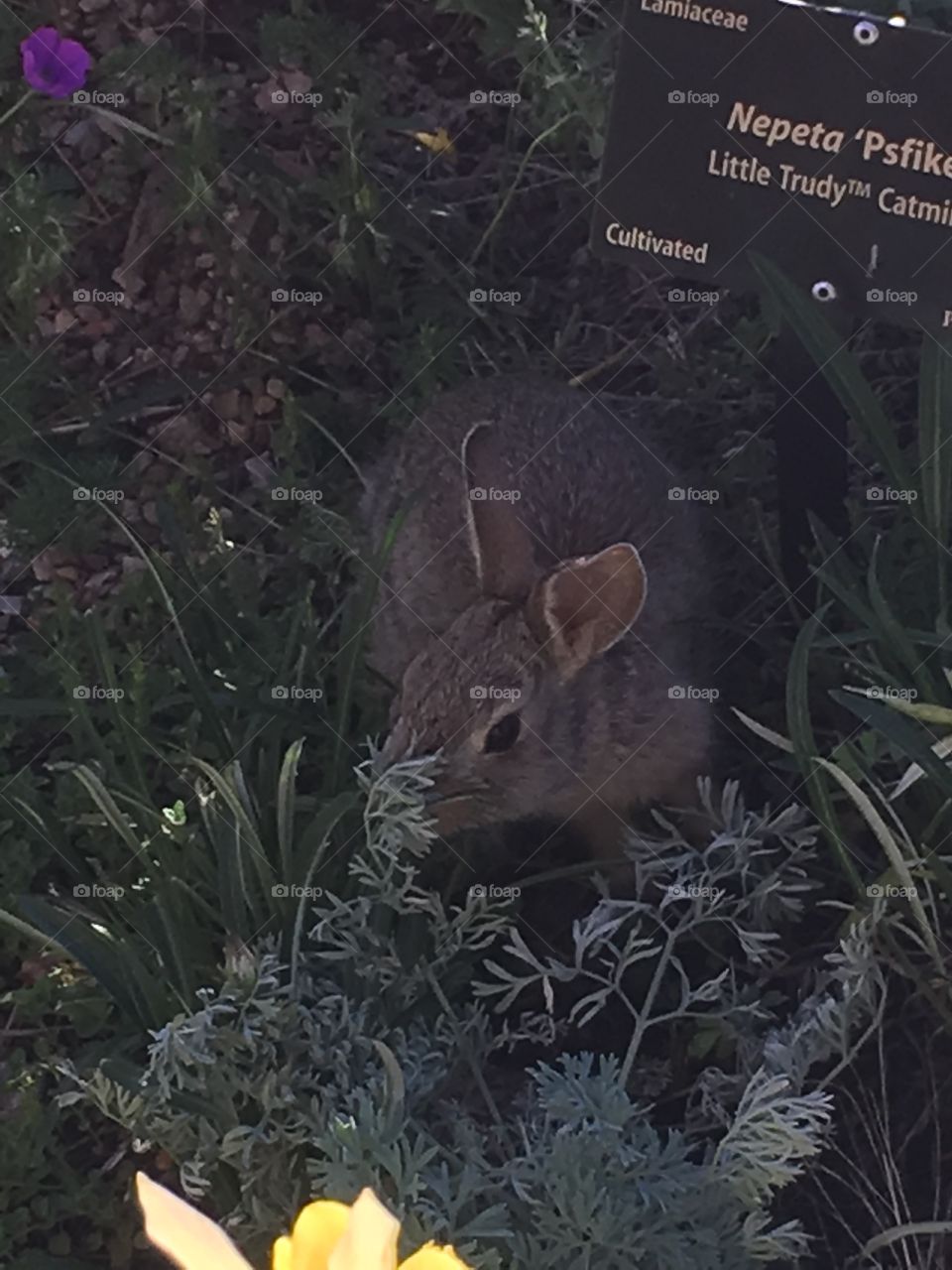 No Person, Rabbit, Outdoors, Nature, Grass