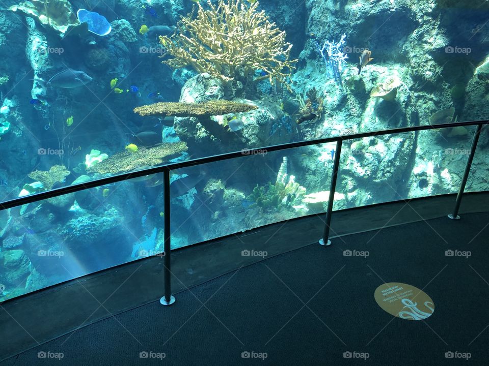 Social distancing dot on floor in aquarium 